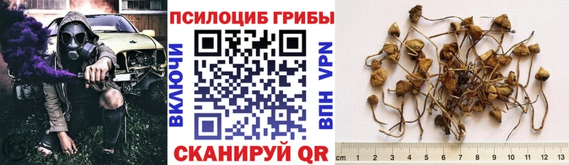 Псилоцибиновые грибы мицелий купить наркоту Мыски
